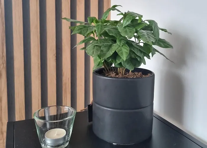 W Centrum, Bezplatny Parking *